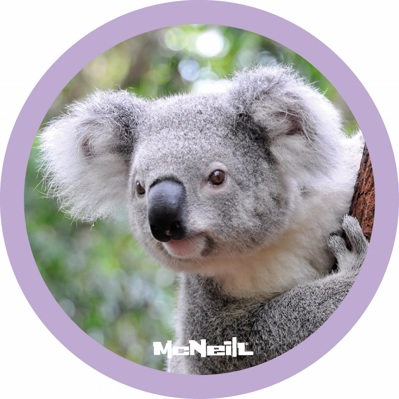 McNeill 'Koala' McAddy zu Schulranzen